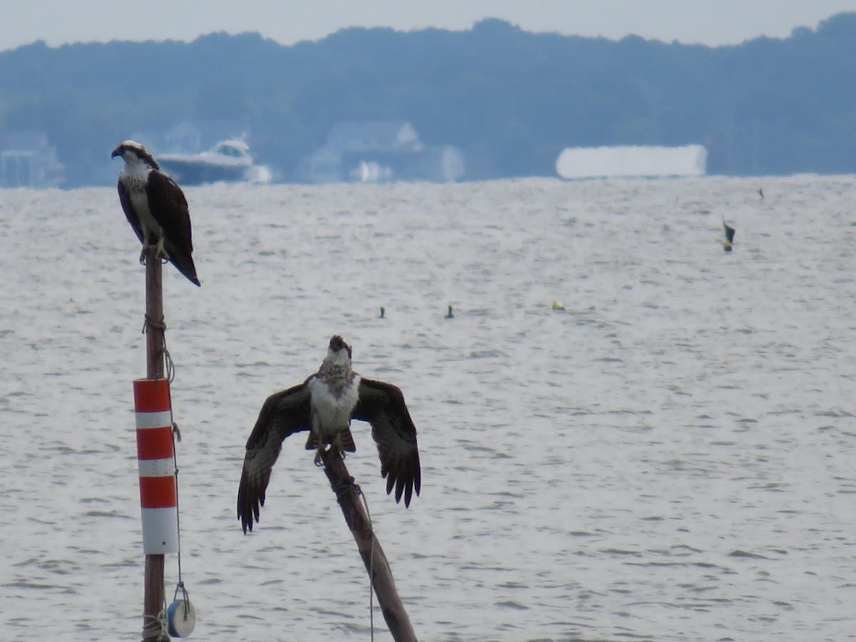 Osprey - ML112390071