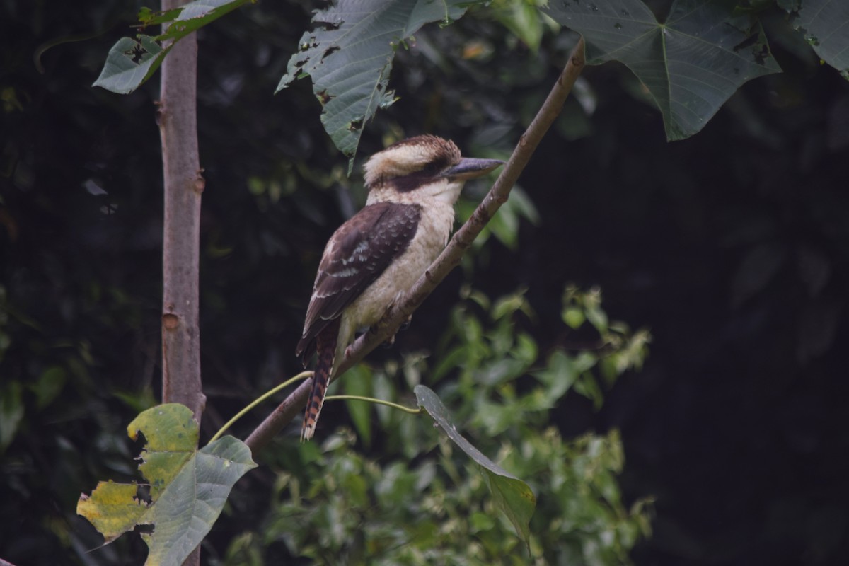 Laughing Kookaburra - ML112391641