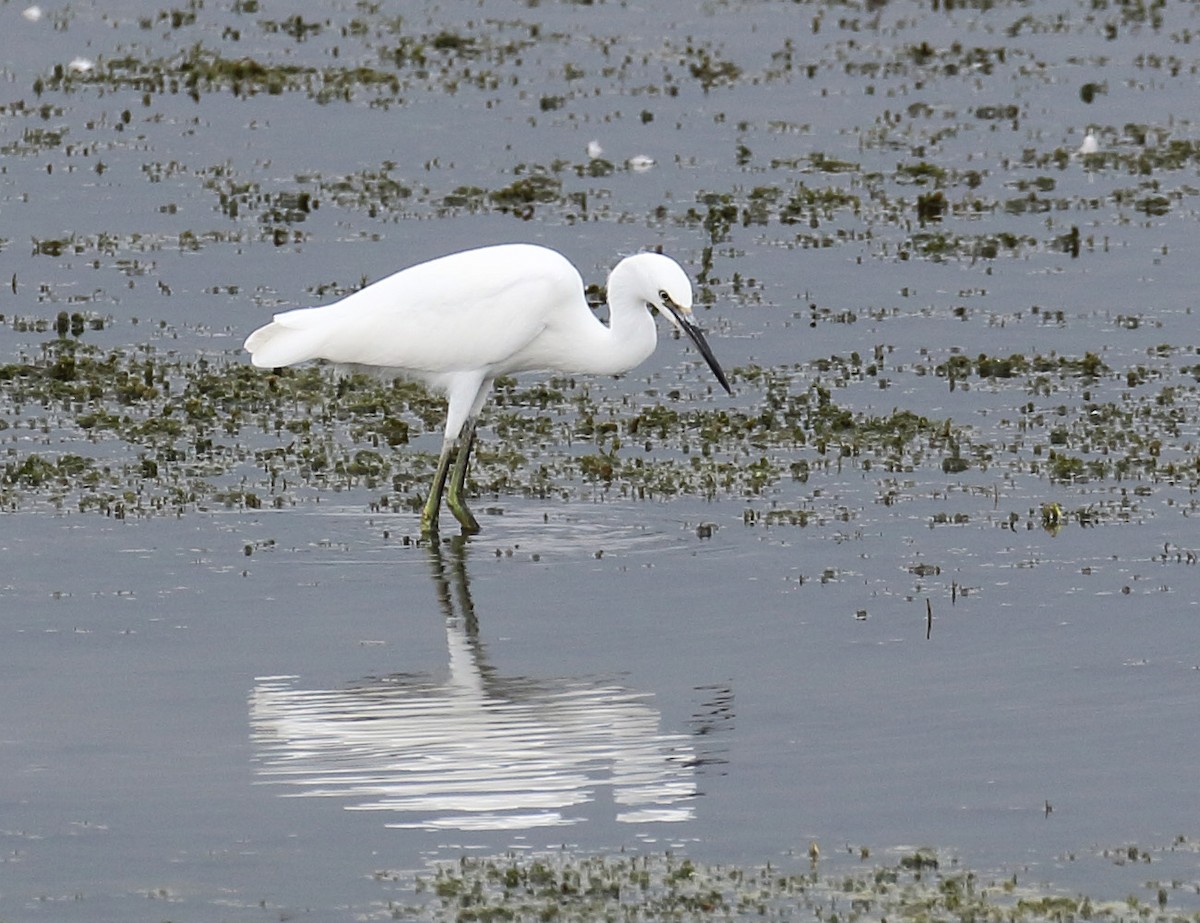 Snowy Egret - Myles McNally