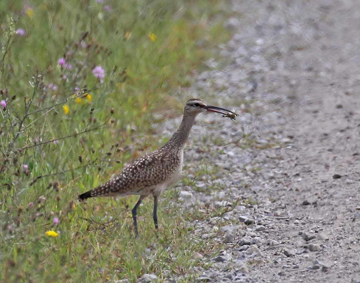 Whimbrel - Myles McNally