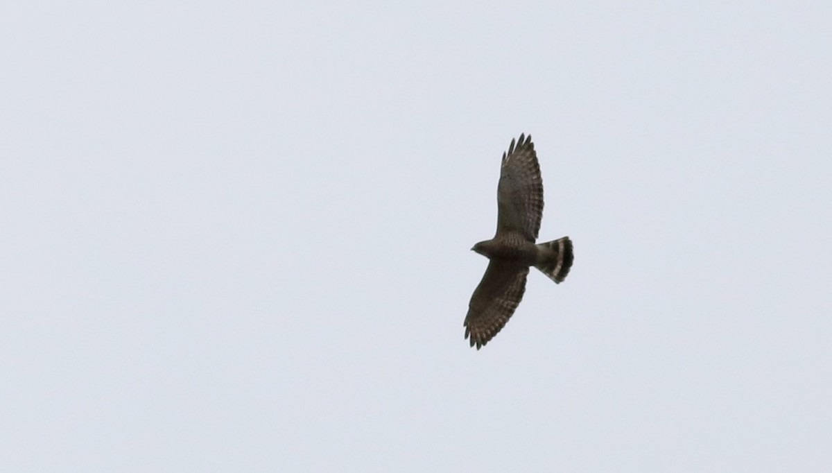 Broad-winged Hawk - ML112392751