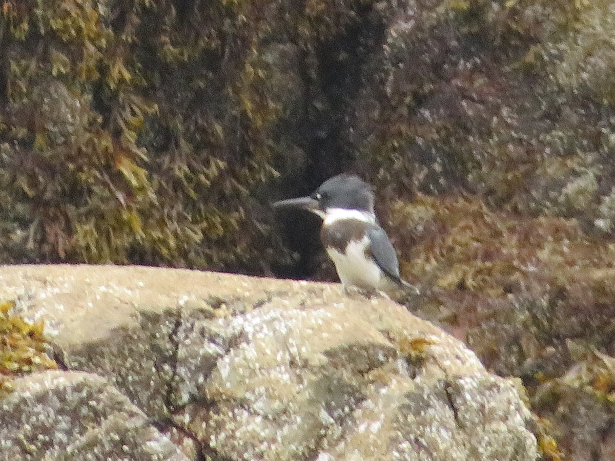 Belted Kingfisher - ML112394741