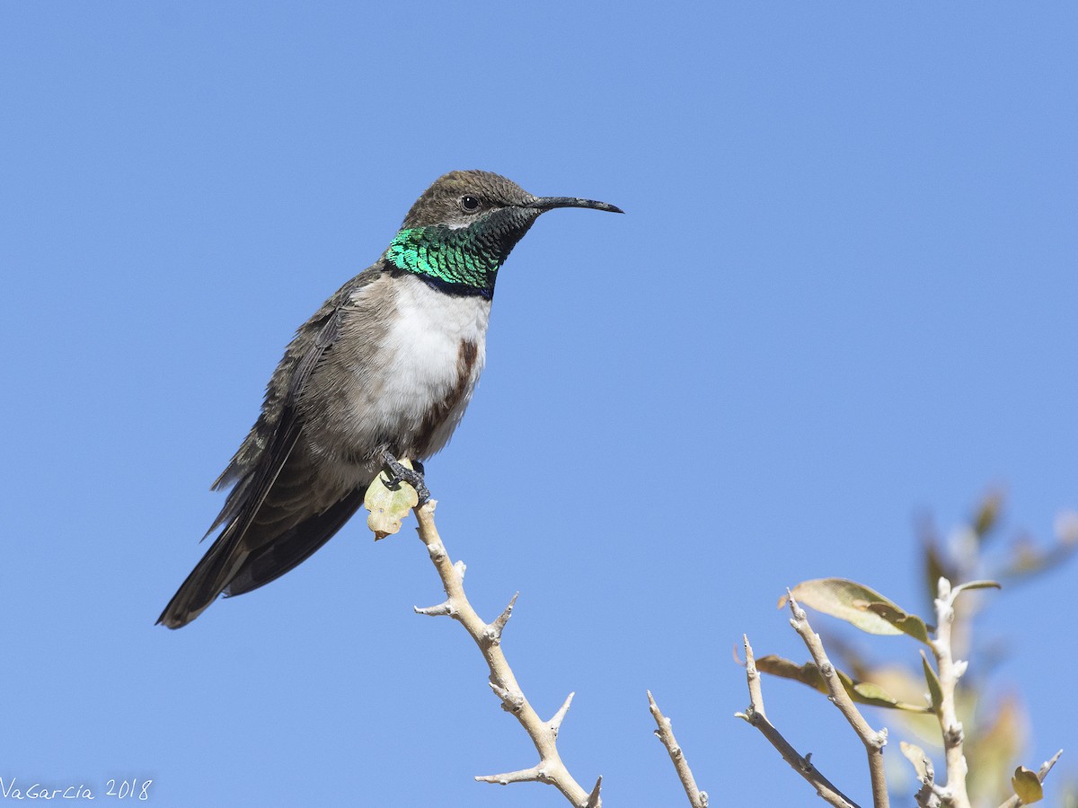 Andean Hillstar - VERONICA ARAYA GARCIA
