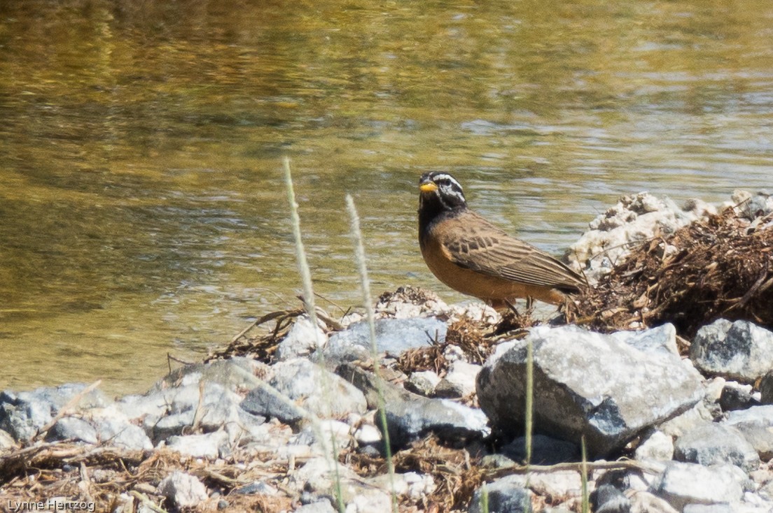 Cinnamon-breasted Bunting - Lynne Hertzog