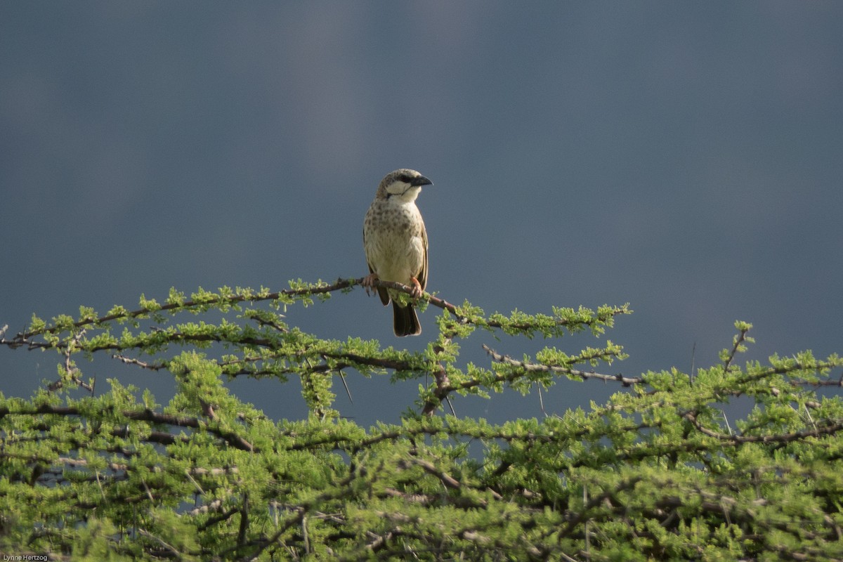 Donaldson Smith's Sparrow-Weaver - ML112395851