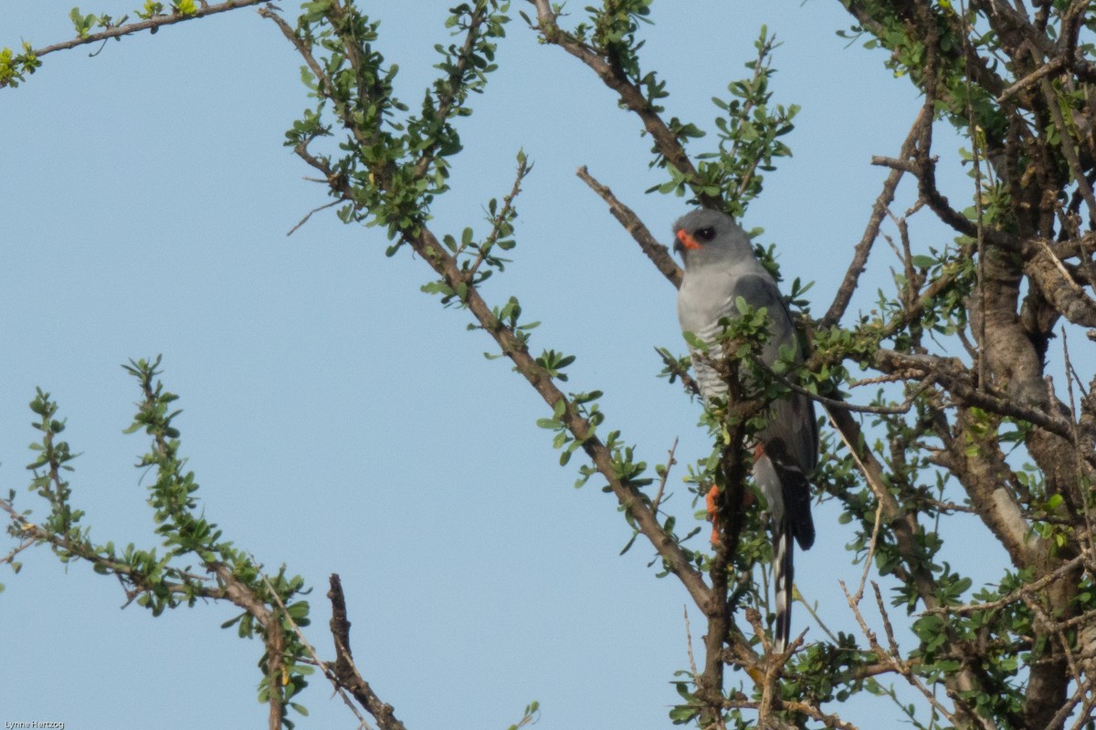 Autour à ailes grises - ML112395931