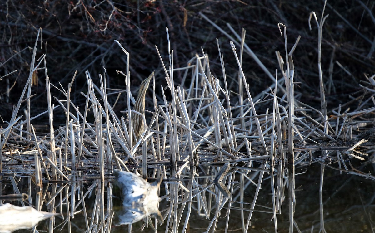 Schwarzbart-Rohrdommel - ML112395941