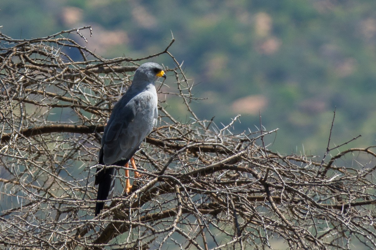 Autour à ailes grises - ML112395981