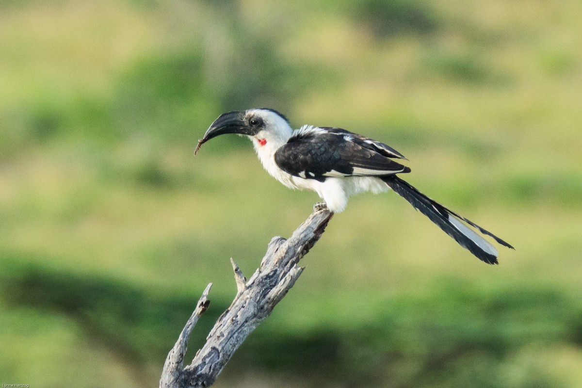 Von der Decken's Hornbill - ML112396081