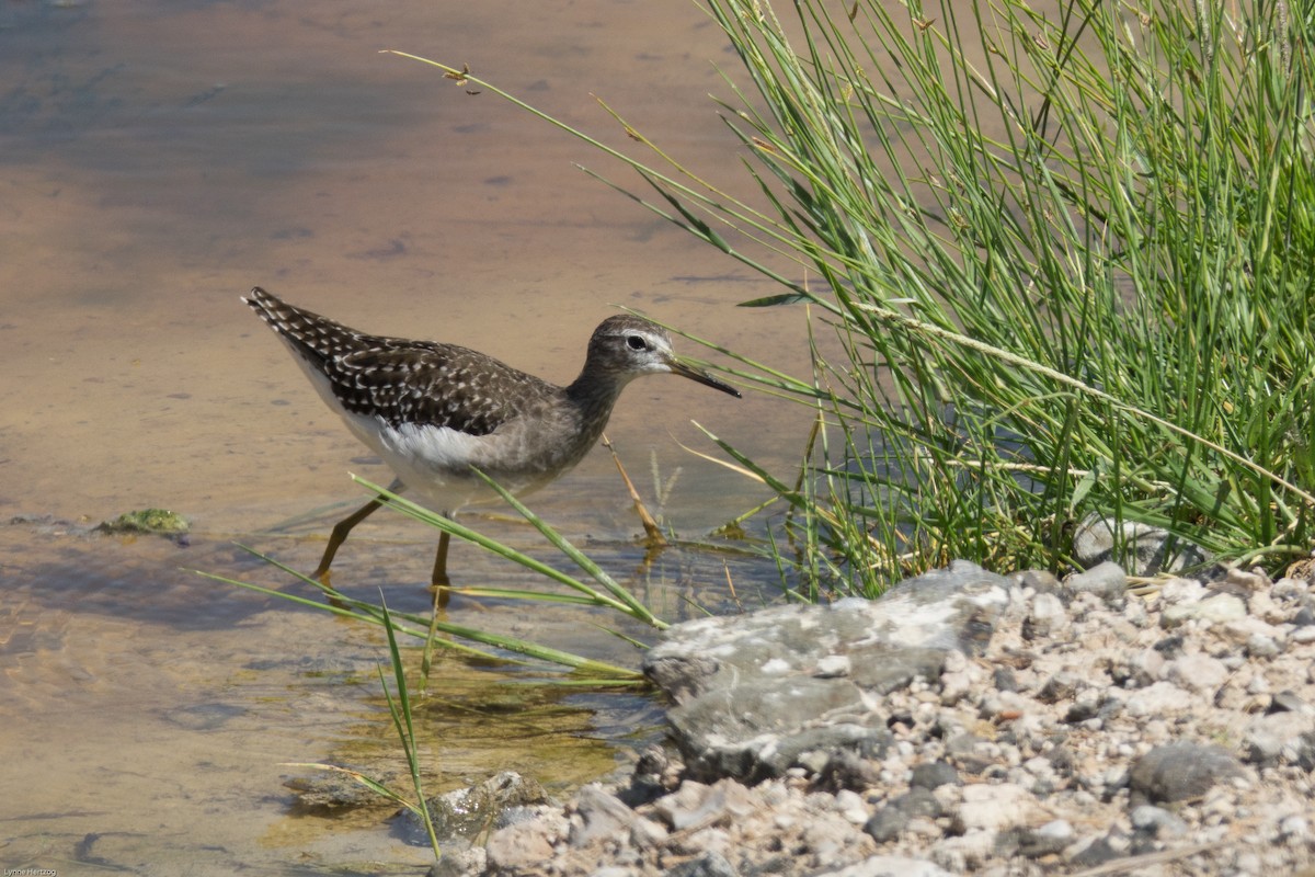 Wood Sandpiper - ML112396841