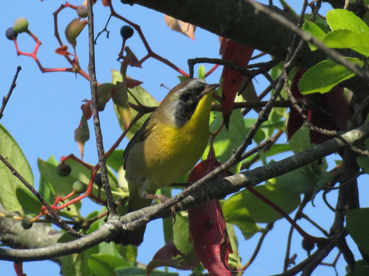 Common Yellowthroat - ML112397711