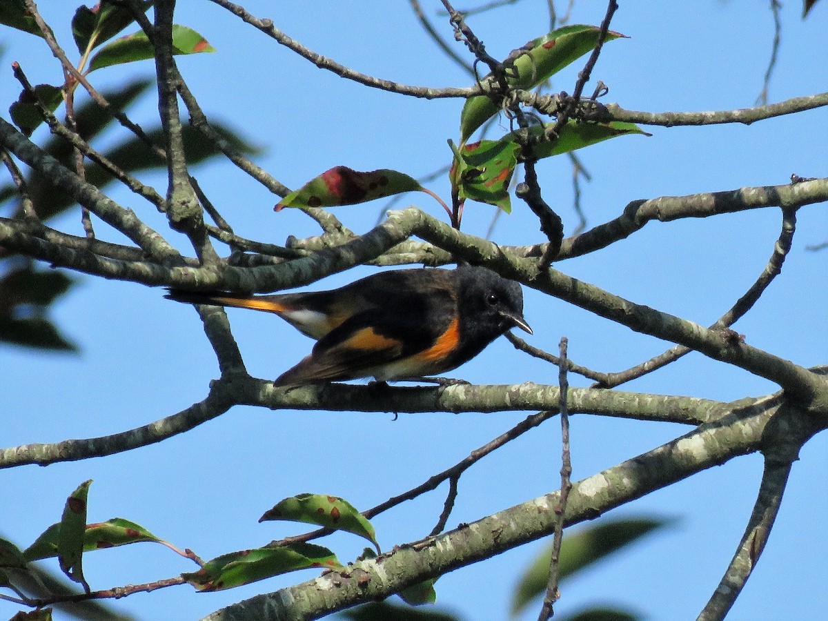 American Redstart - ML112397751