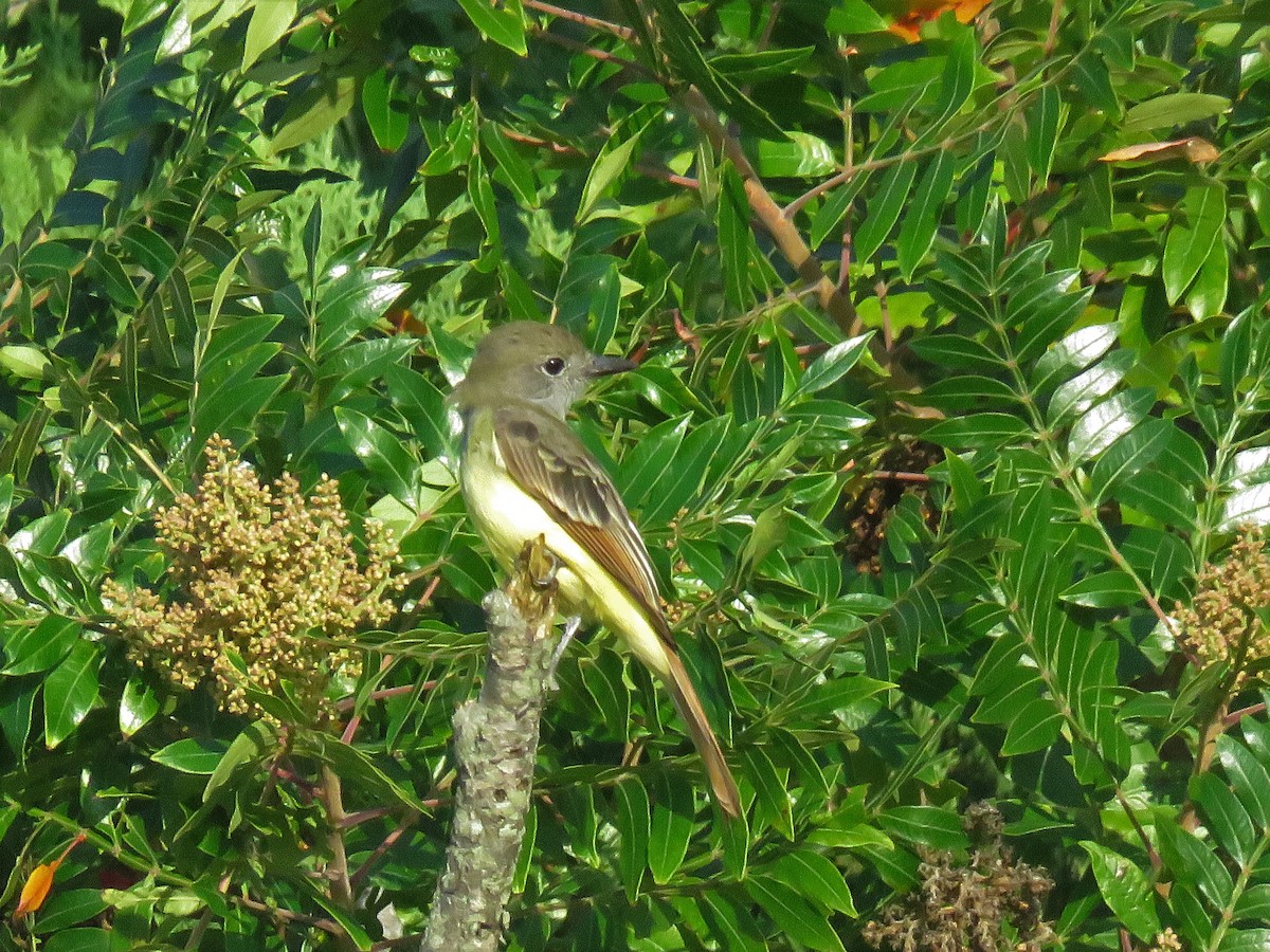 Great Crested Flycatcher - ML112398281