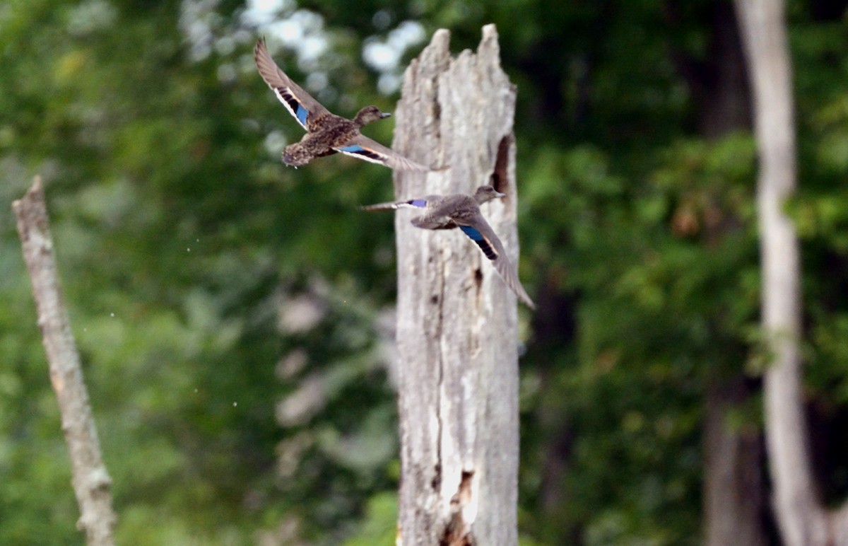 Blue-winged Teal - Tom Long