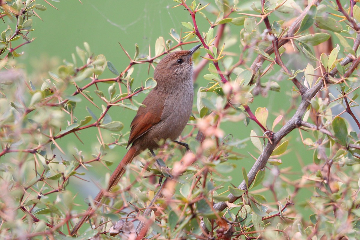 Rusty-fronted Canastero - ML112399511