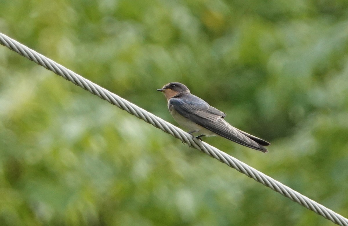 Barn Swallow - ML112399521