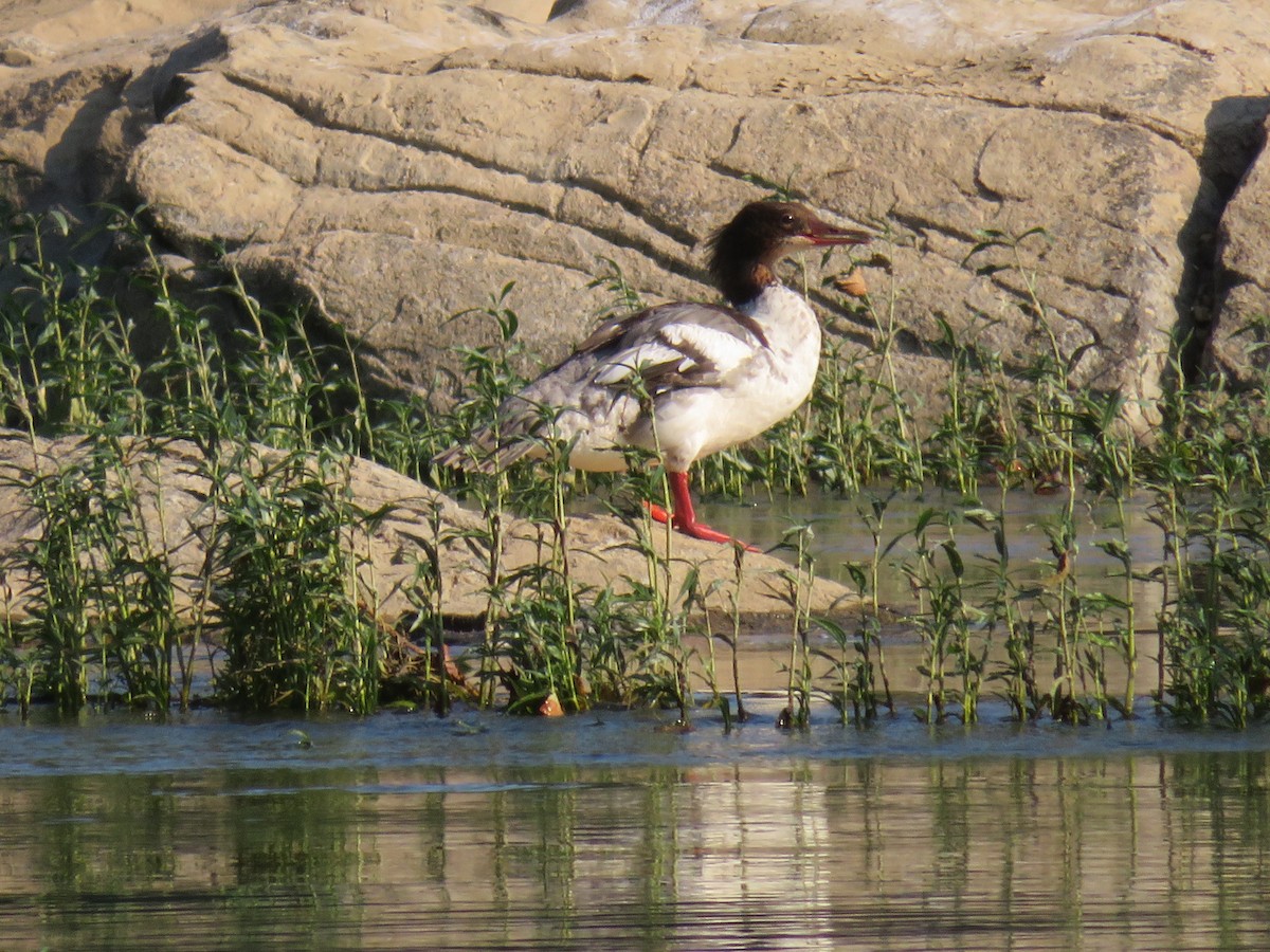 Common Merganser - ML112399941