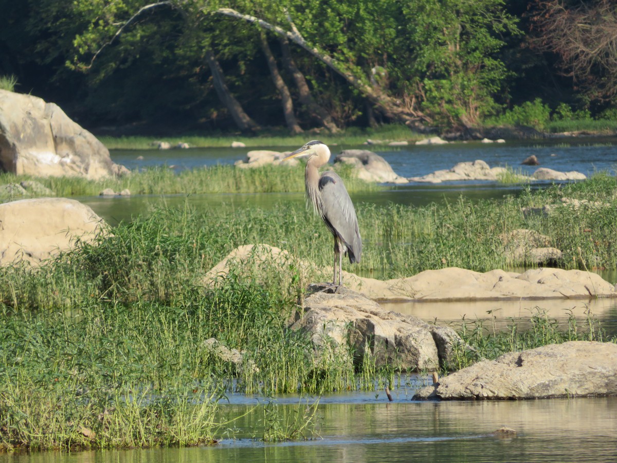 Great Blue Heron - ML112399951