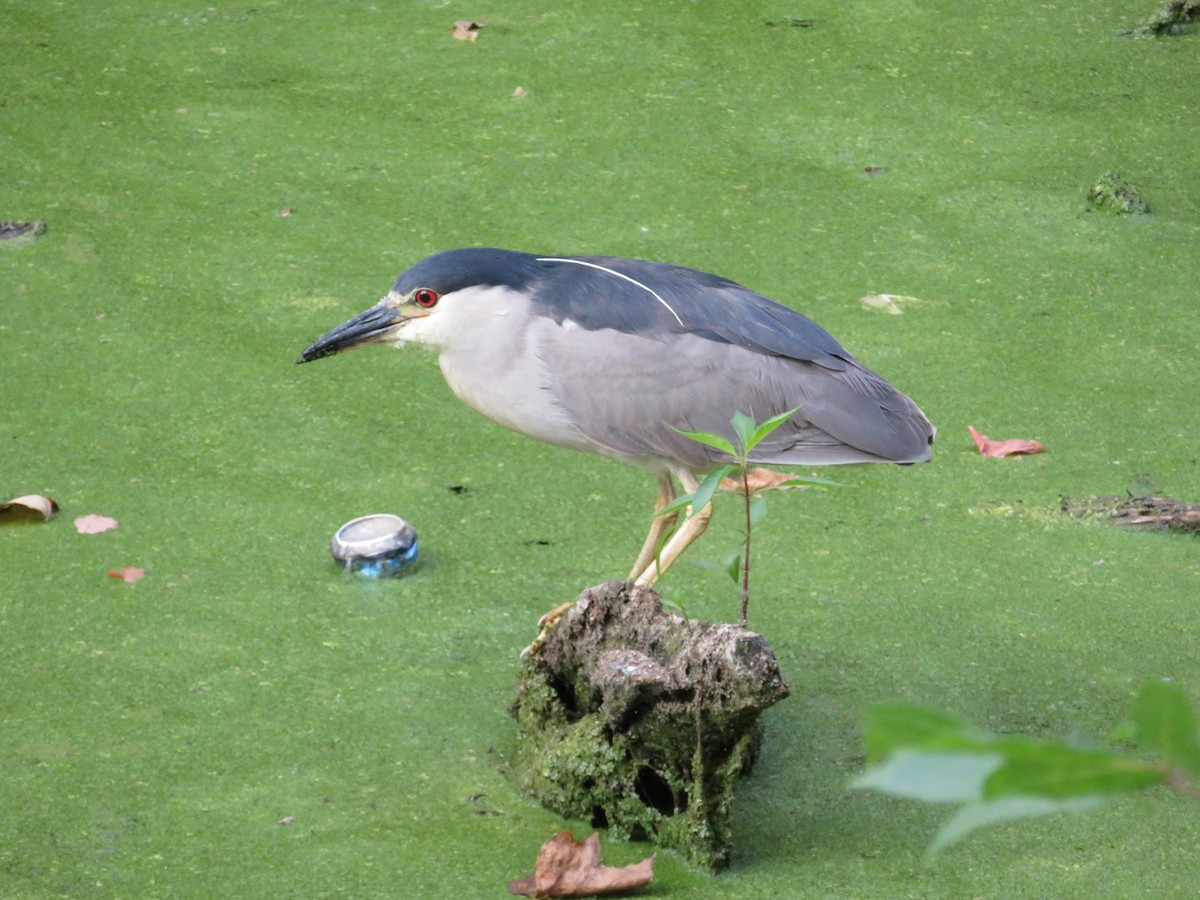 Black-crowned Night Heron - ML112399981