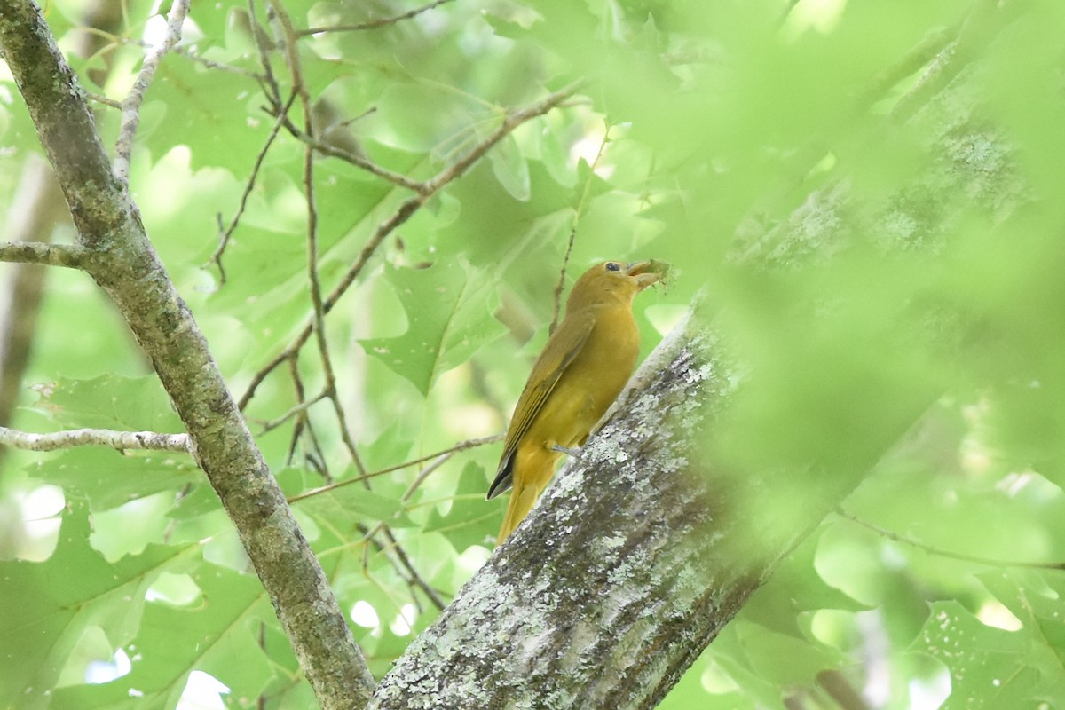 Summer Tanager - ML112401361