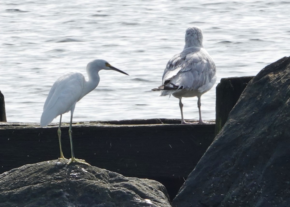 Snowy Egret - ML112401431