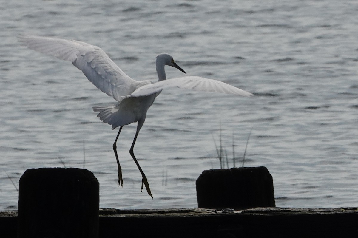 Snowy Egret - ML112401461