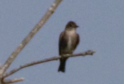 Olive-sided Flycatcher - ML112402031