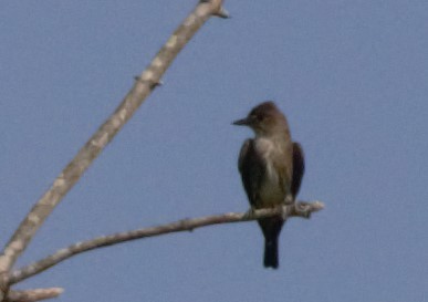 Olive-sided Flycatcher - ML112402041