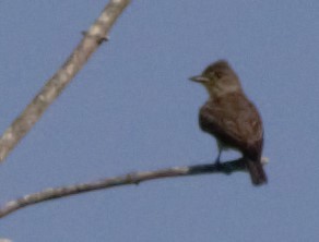 Olive-sided Flycatcher - ML112402051