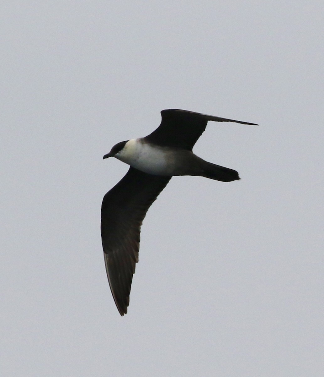 Long-tailed Jaeger - ML112403001