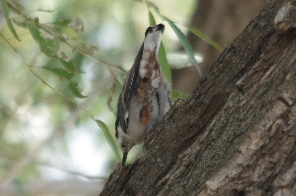 White-breasted Nuthatch - ML112403331