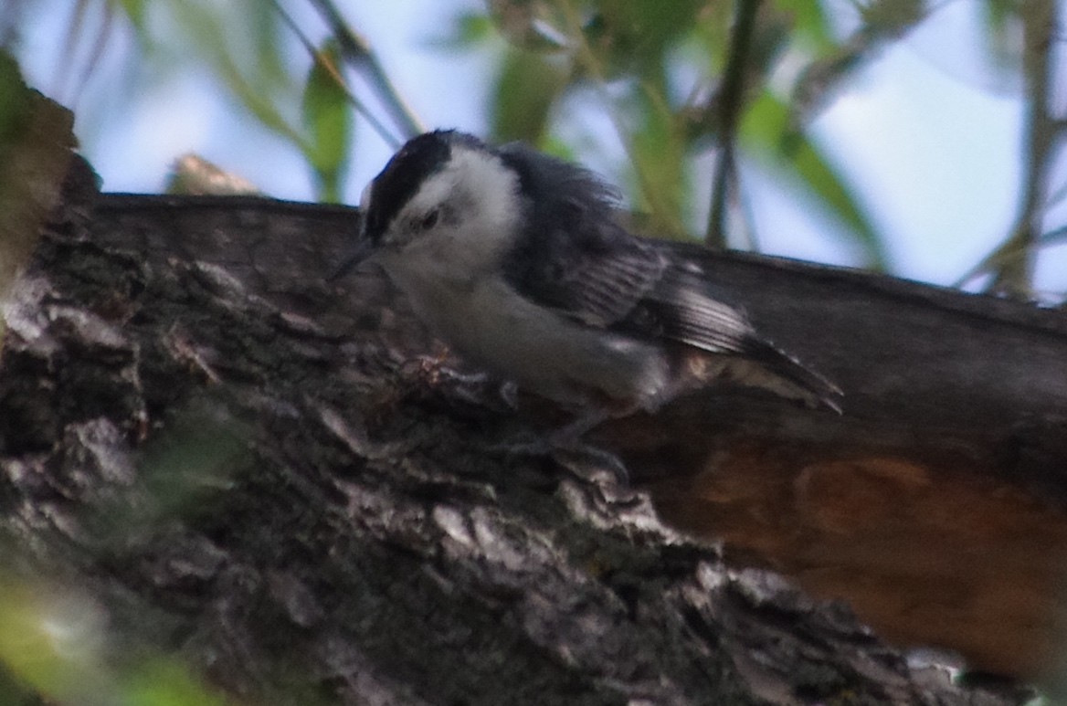 White-breasted Nuthatch - ML112403441