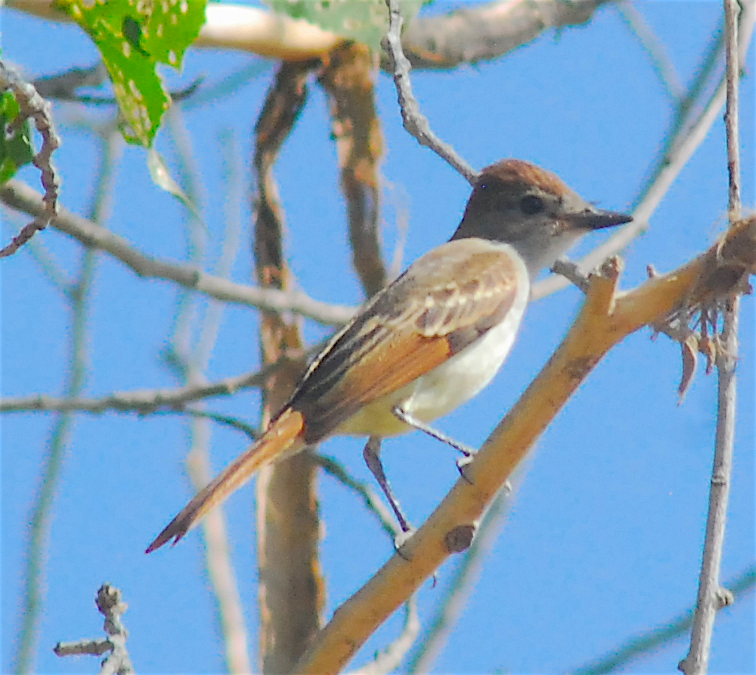 Ash-throated Flycatcher - ML112404741