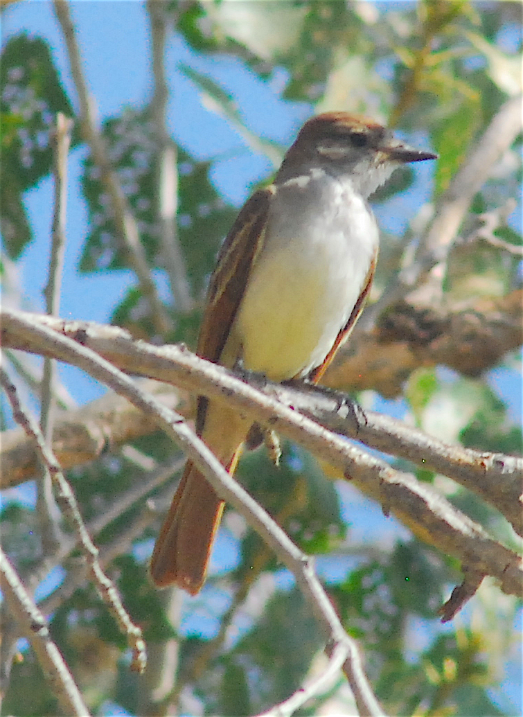 Ash-throated Flycatcher - ML112404851