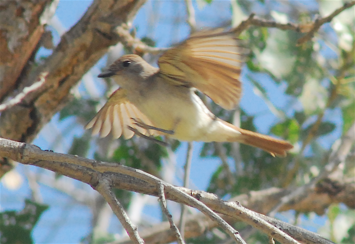 Ash-throated Flycatcher - ML112404861