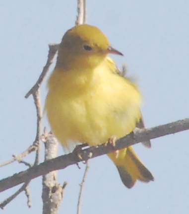 Yellow Warbler - ML112405471