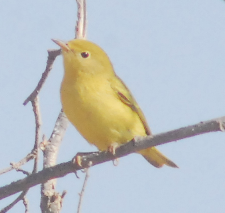 Paruline jaune - ML112405481