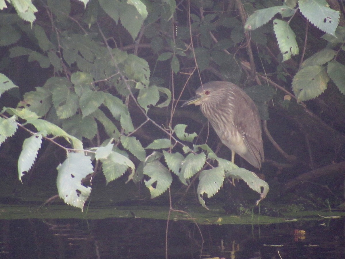 Black-crowned Night Heron - Josh Layfield