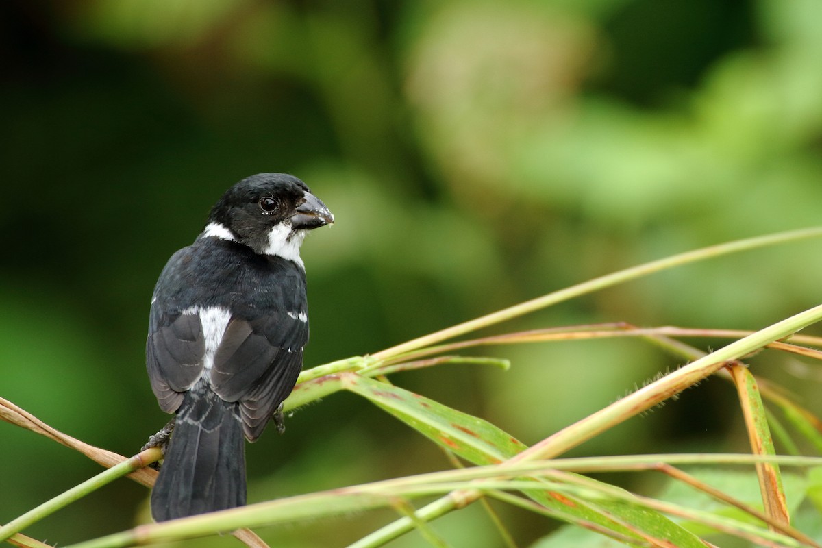 Wing-barred Seedeater (Caqueta) - ML112405701