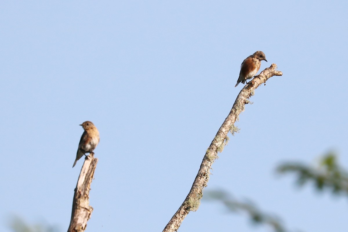 Eastern Bluebird - ML112406311