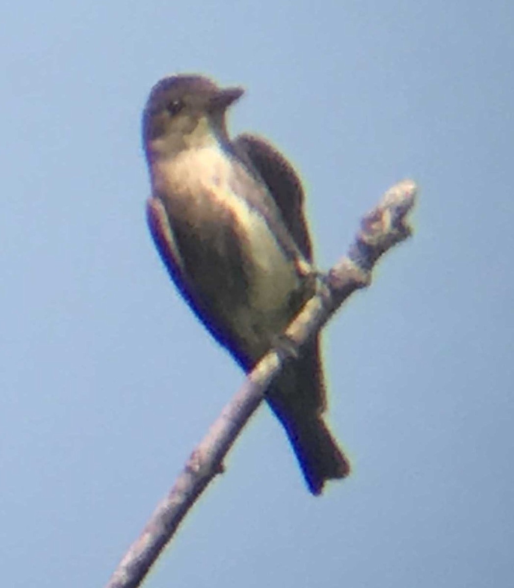 Olive-sided Flycatcher - ML112407581