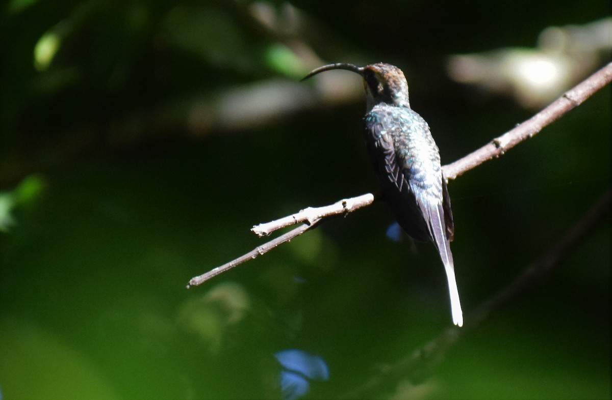 Green Hermit - Neil "El Sauce" Gilbert