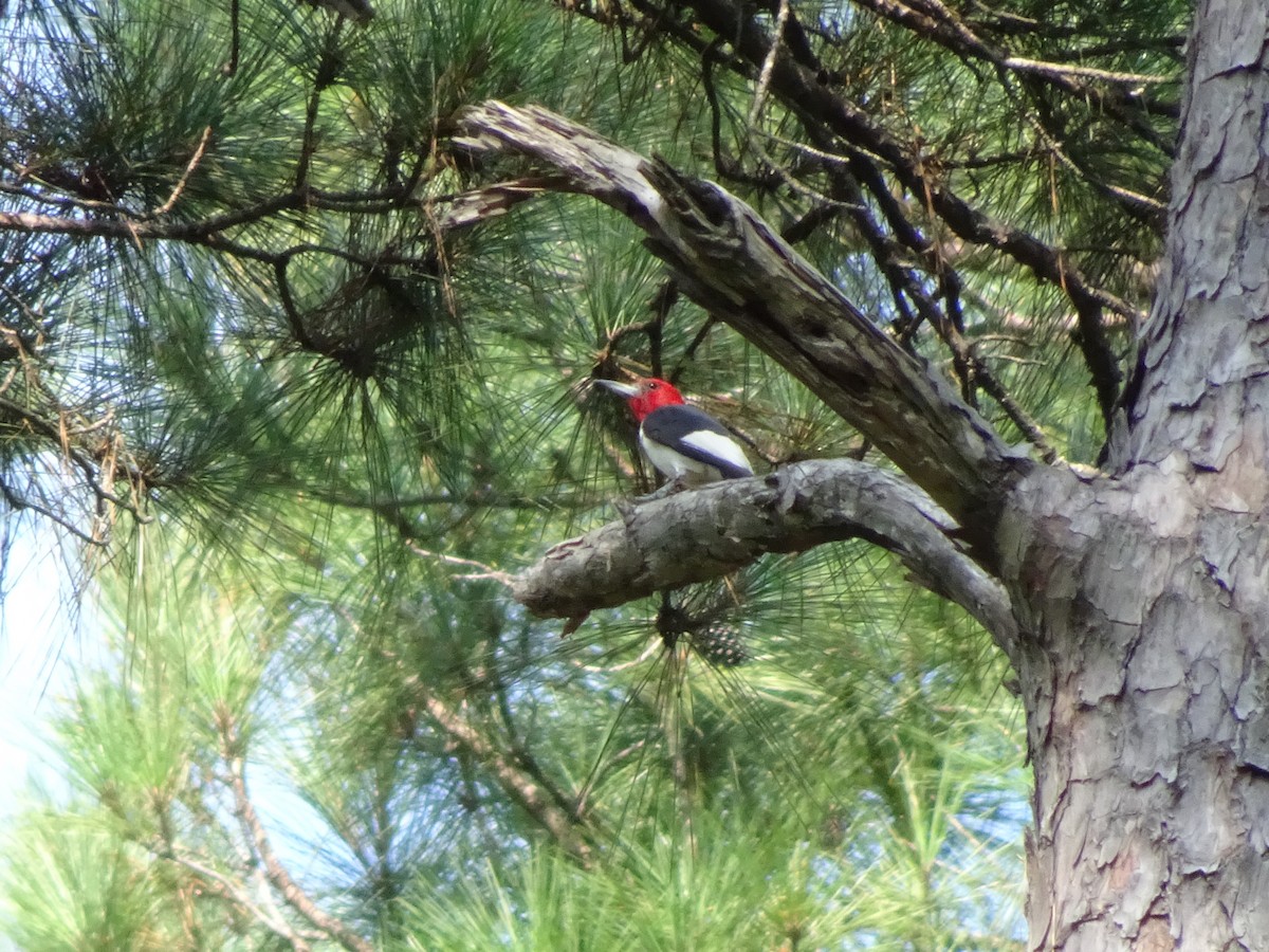 Red-headed Woodpecker - Farokh Jamalyaria