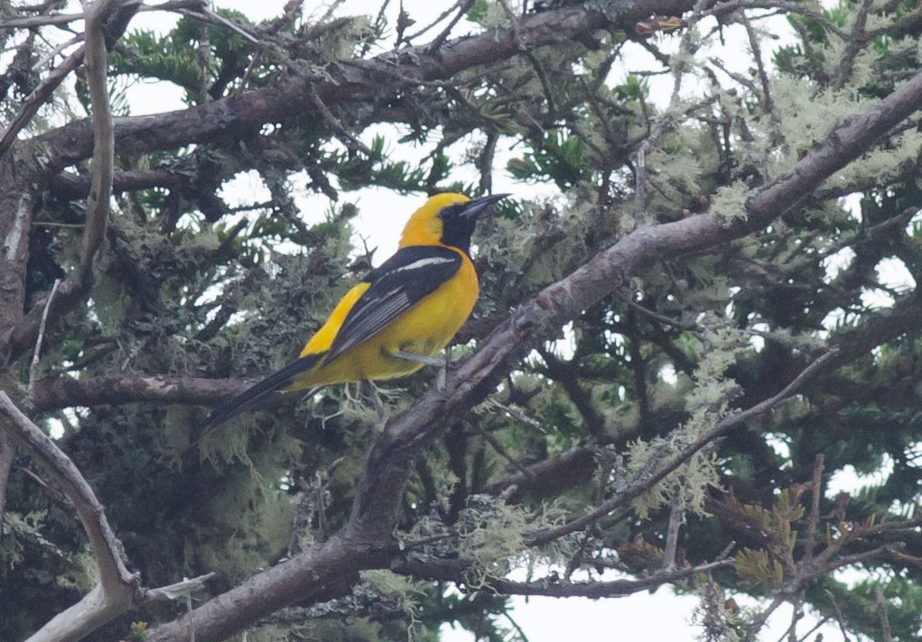 Hooded Oriole - Alix d'Entremont