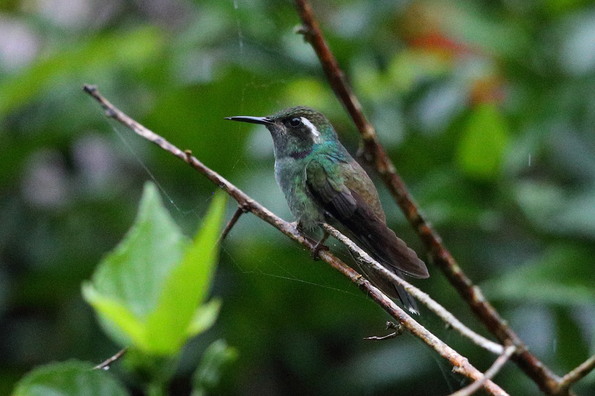 Geoffroy's Daggerbill - ML112409441