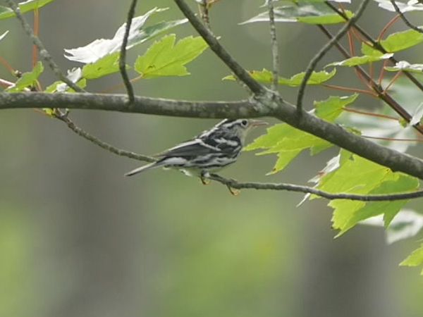 Black-and-white Warbler - ML112410231