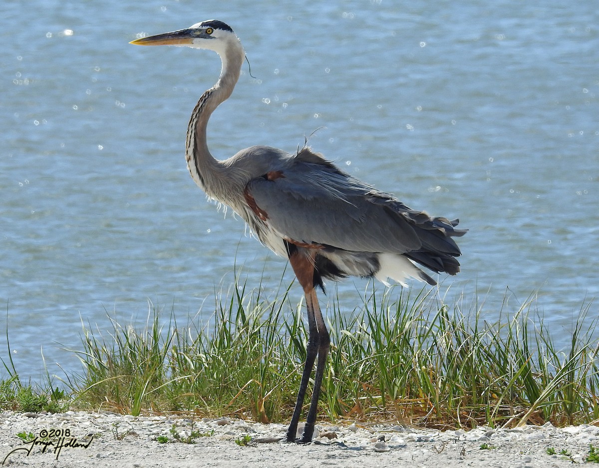 Great Blue Heron (Great Blue) - ML112410601