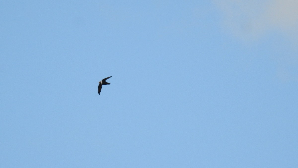 White-collared Swift - ML112410891