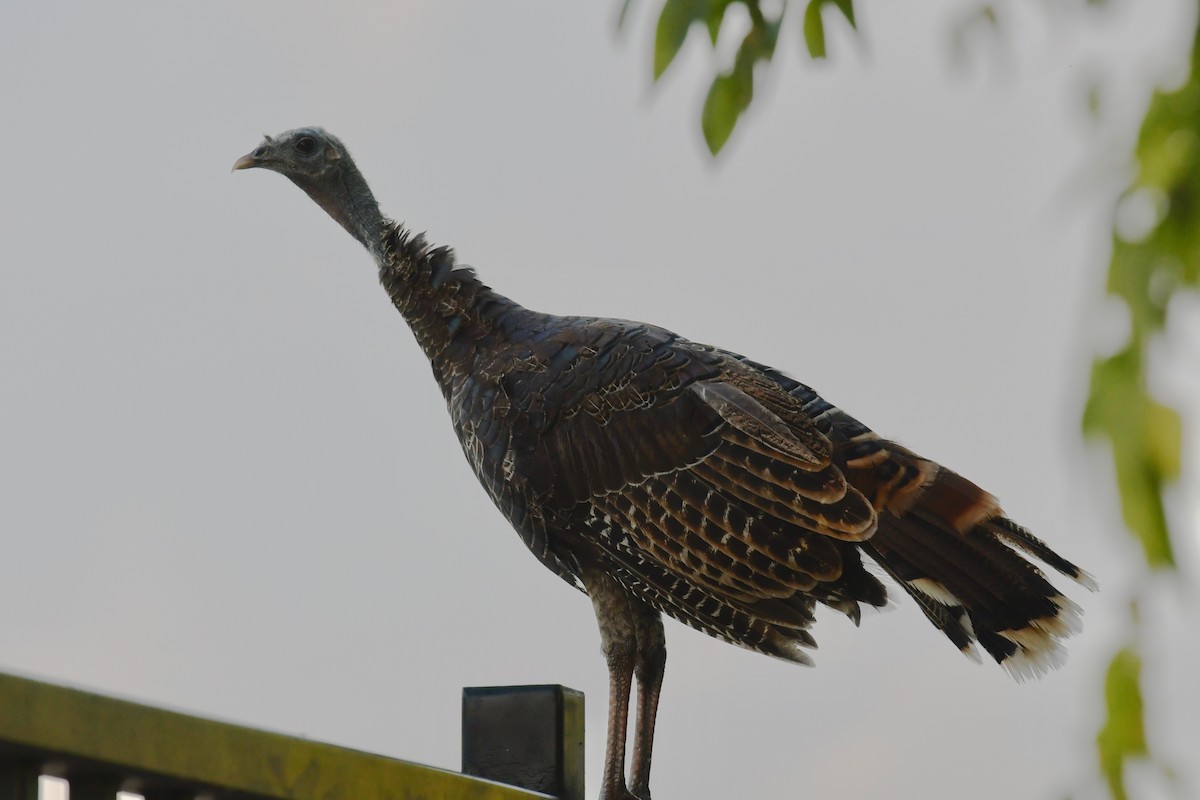 Wild Turkey - ML112414261