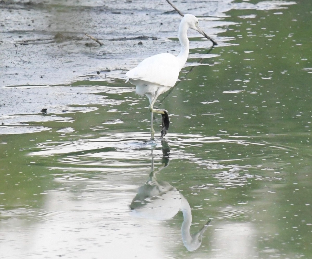 Little Blue Heron - ML112414541